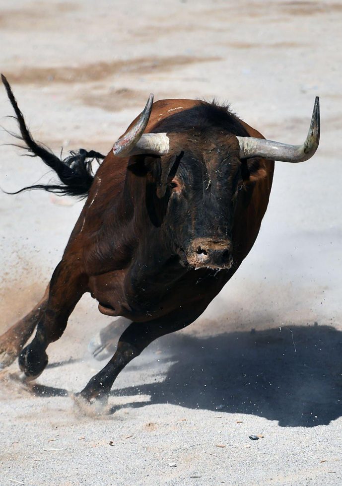 Andalusian wrestling bull running in the bullring during a bullfight.