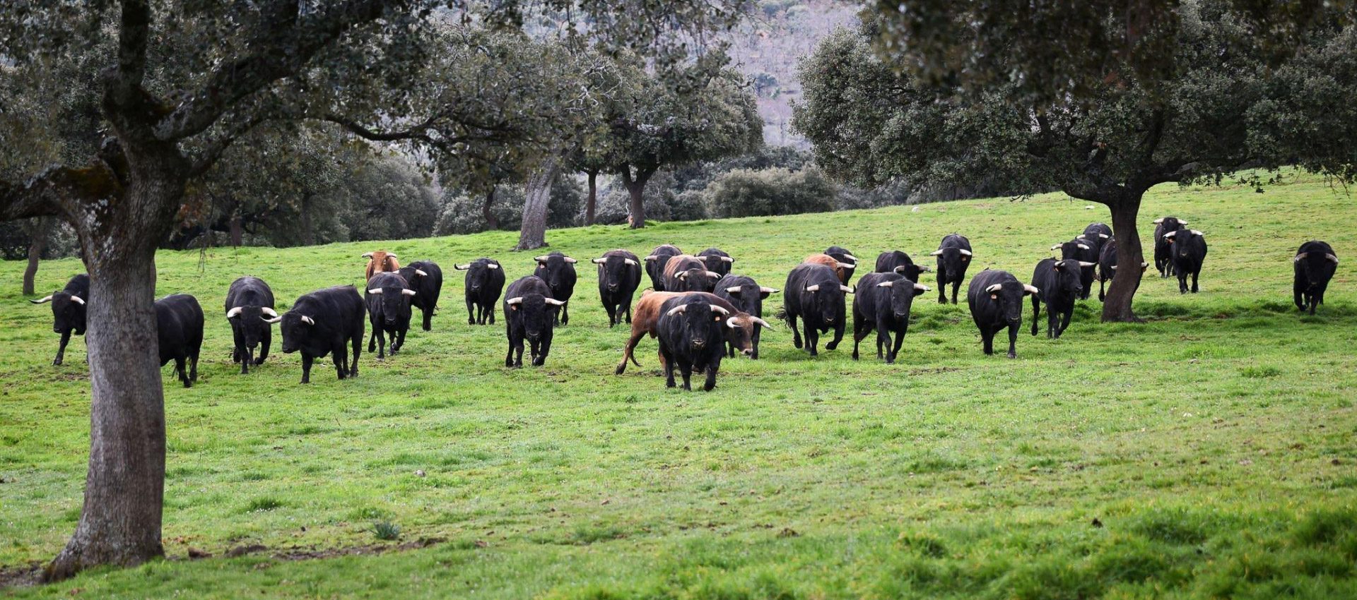 Green valley with the herd of grazing bulls in the fields of Seville that you would see in our visit.