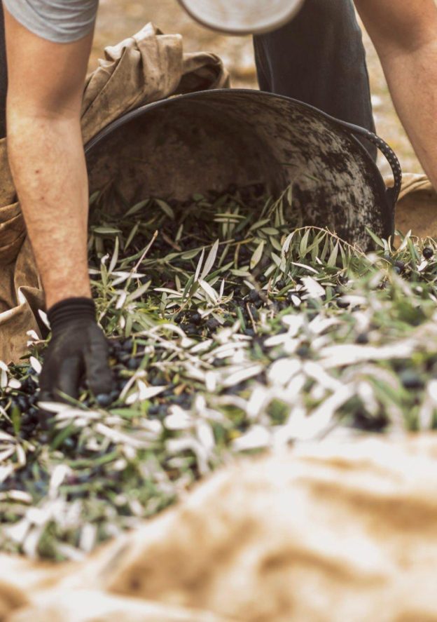 Manual picking of olives for the preparation of our exquisite extra virgin olive oil.