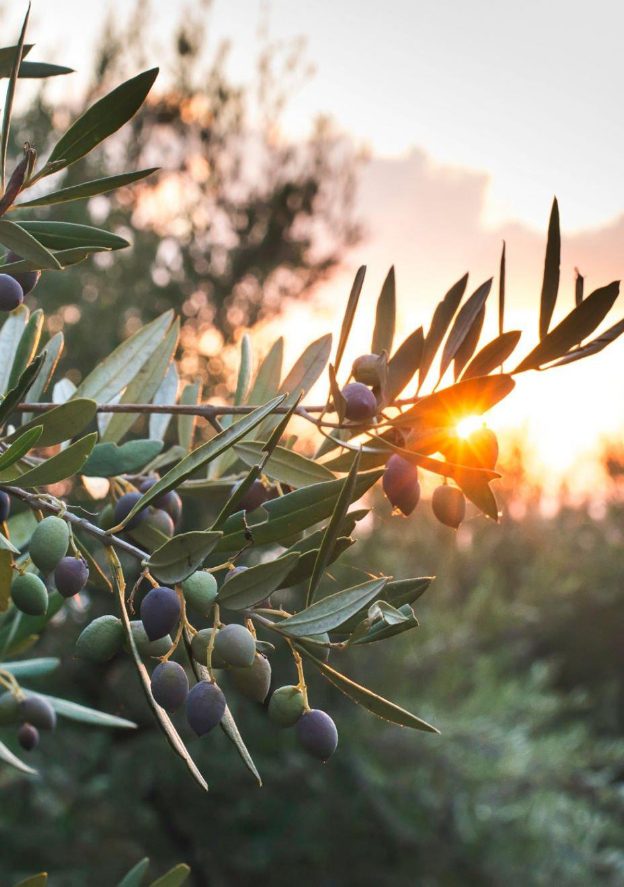 Olive branch laden with olives from one of the types of trees we have in Andalusia.