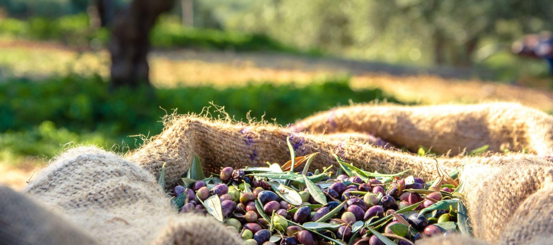 Sack full of olives after harvesting them from the trees in the fields of Andalucia.