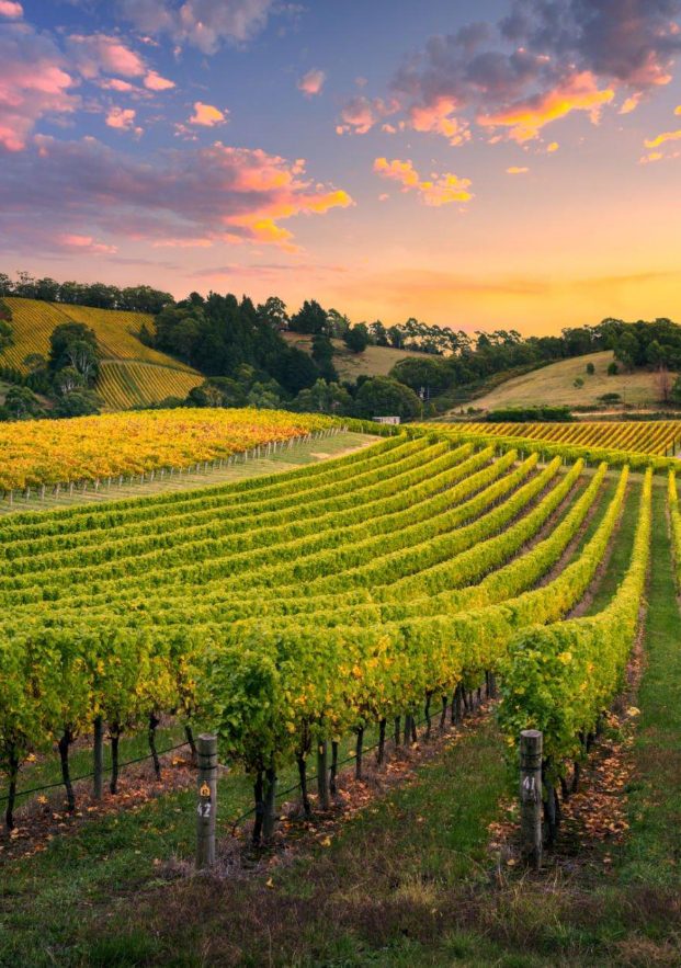 View of an Andalusian valley covered with green leafy vines laden with bunches of grapes.